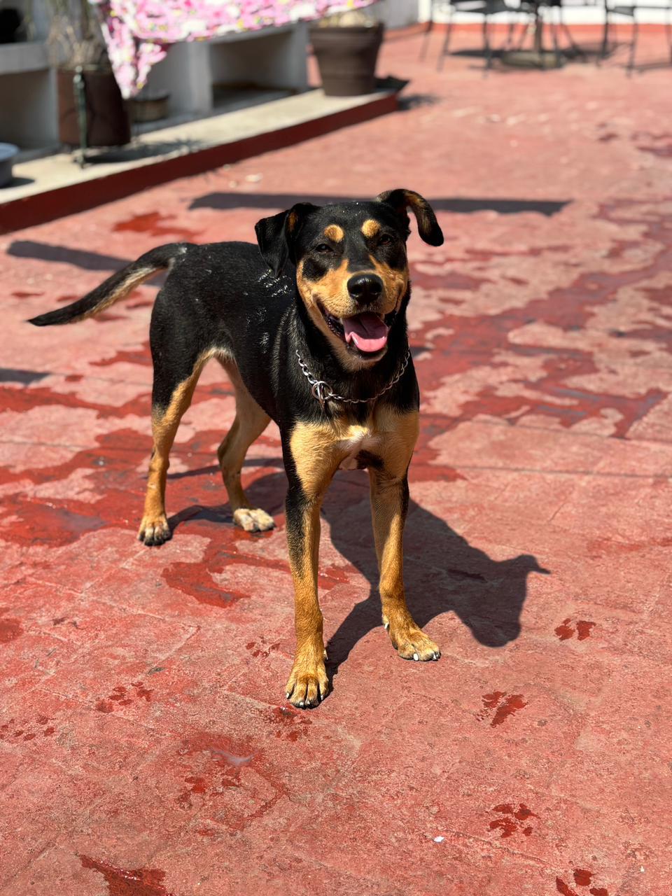 Perro rescatado