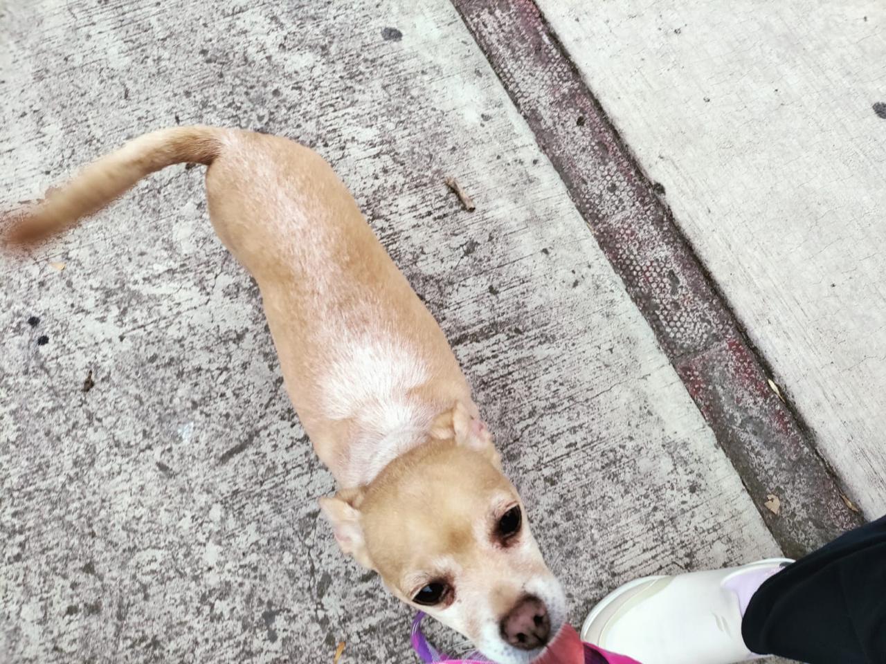 Perro callejero