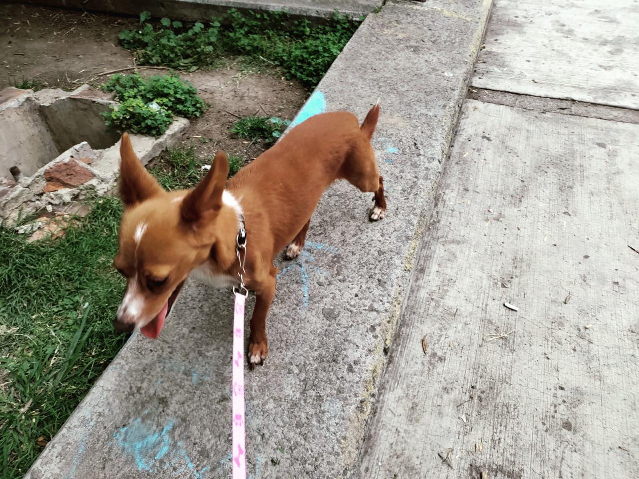 Voluntarios con perros
